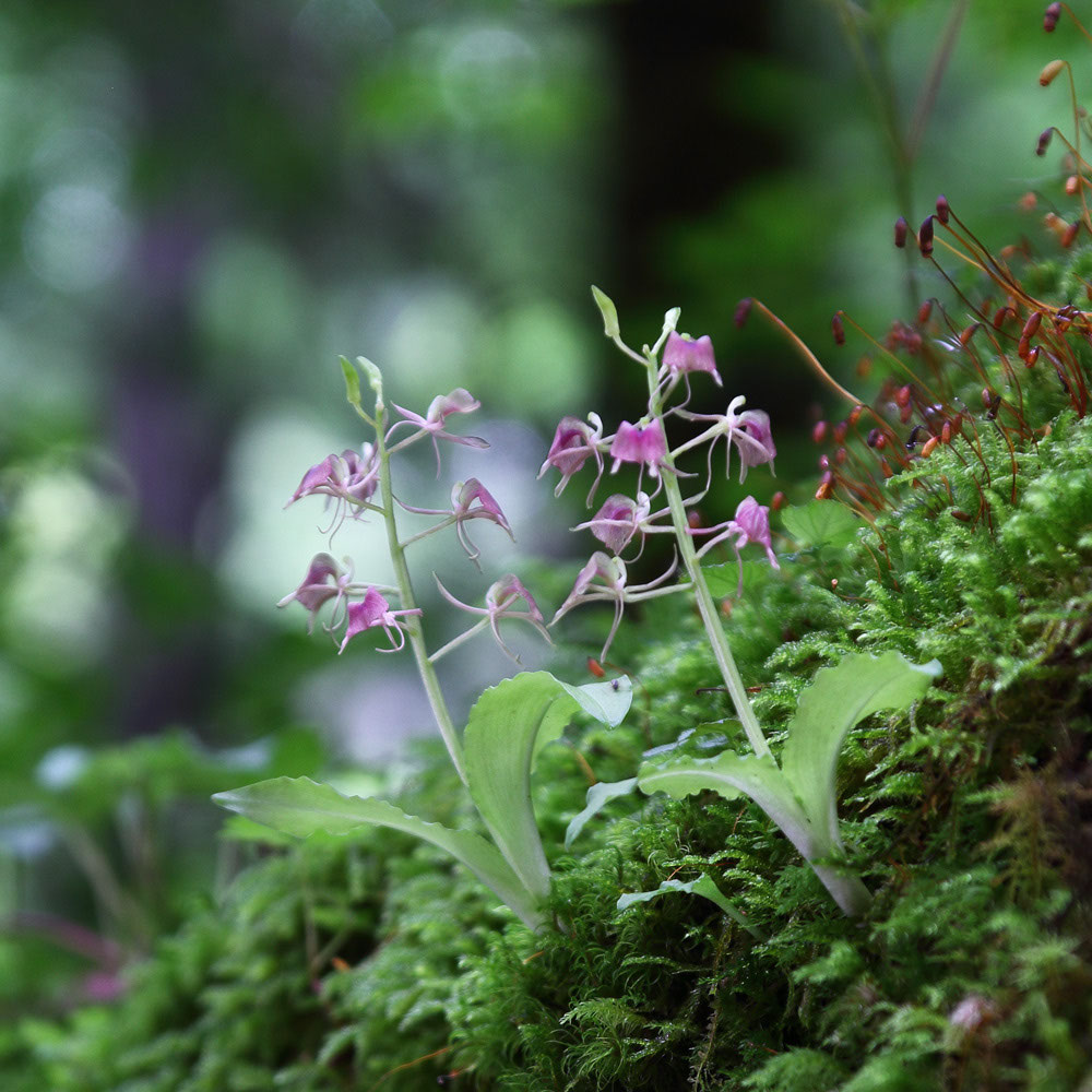 フガクスズムシソウ - 野山に自然に咲く花のページ フガクスズムシソウ - 野山に自然に咲く花のページ