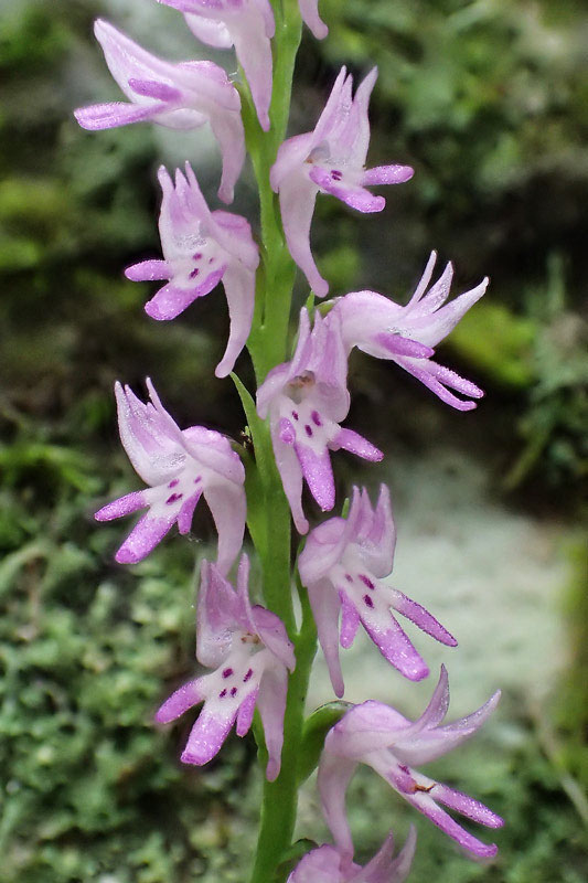 ミヤマモジズリの奥の間 - 野山に自然に咲く花のページ