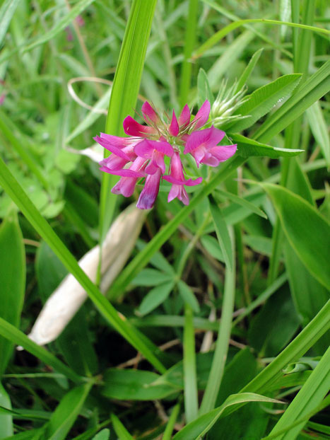 シャジクソウ 野山に自然に咲く花のページ