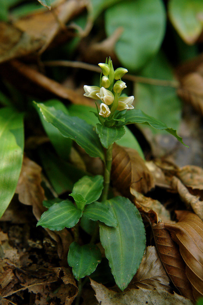 アケボノシュスラン - 野山に自然に咲く花のページ