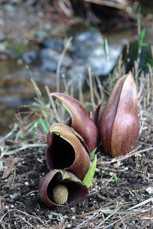 はるざぜんそう、さん確認用 楽天市場】ザゼンソウの通販