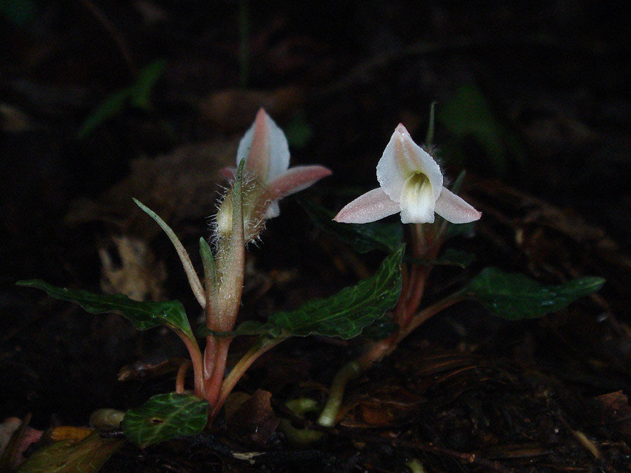 紅シュスラン⑦ 紅シュスラン⑦
