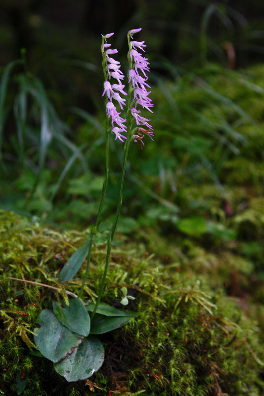 ミヤマモジズリの奥の間 - 野山に自然に咲く花のページ