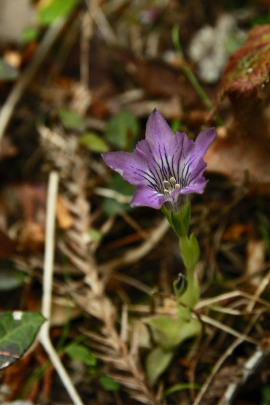 ハルリンドウの奥の間 野山に自然に咲く花のページ