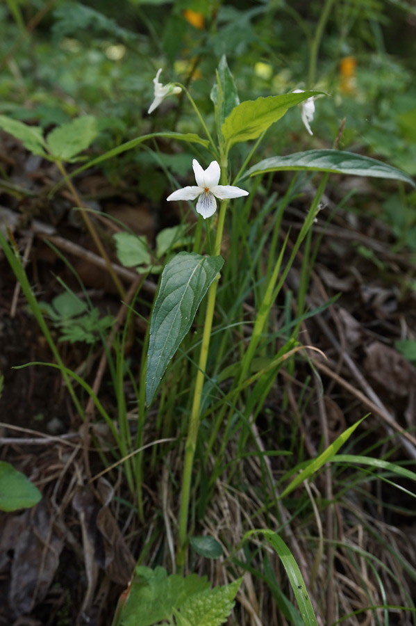 m*o様 タデスミレ　山野草 山野草 タデスミレ 山野草 タデスミレ 6/1 ここだけに咲くスミレ