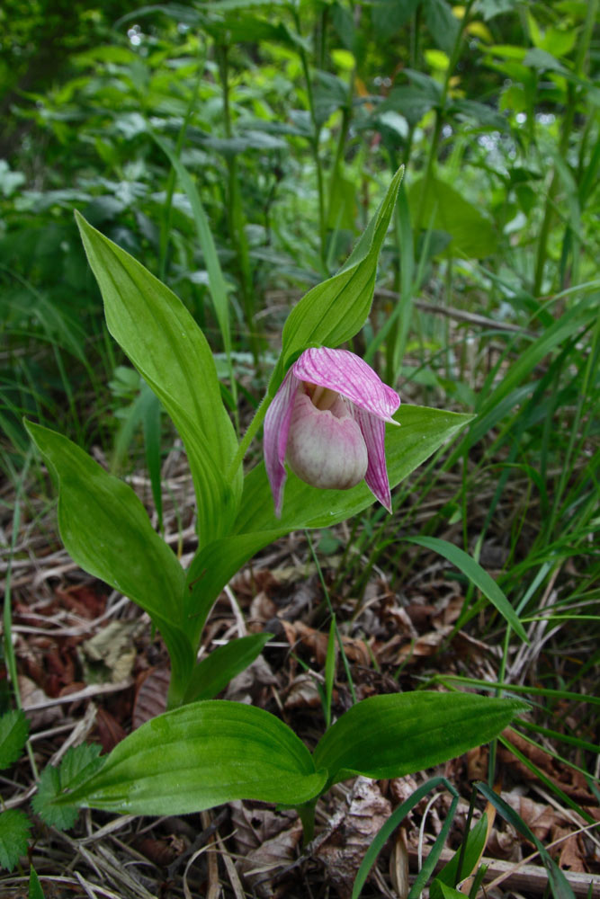 山野草 高山植物野生ラン☆武徳アツモリソウ花1(3)