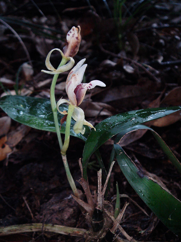 ナギラン - 野山に自然に咲く花のページ