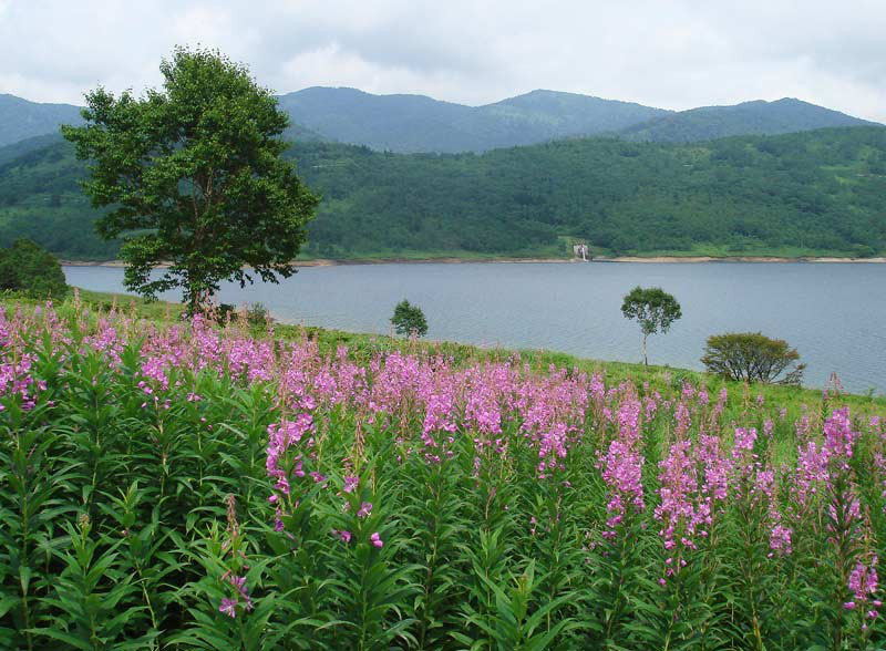 野山に自然に咲く花のページ