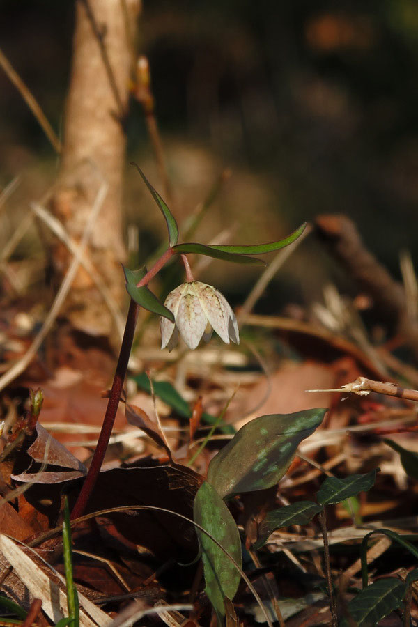 カイコバイモ 野山に自然に咲く花のページ