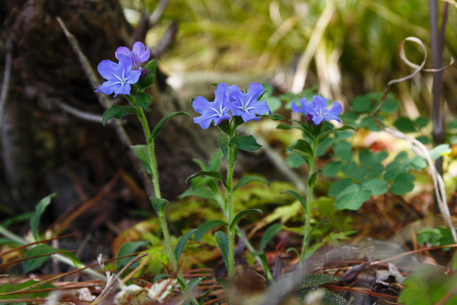 ホタルカズラ 野山に自然に咲く花のページ