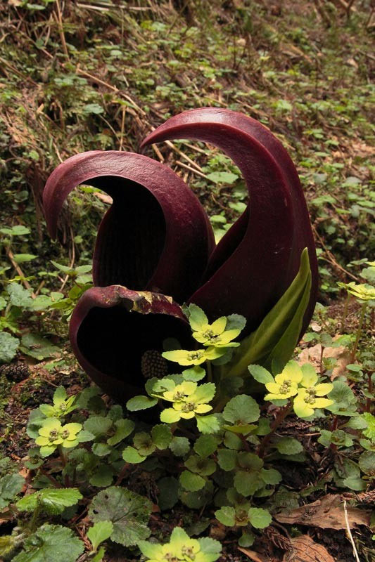 ザゼンソウ - 野山に自然に咲く花のページ