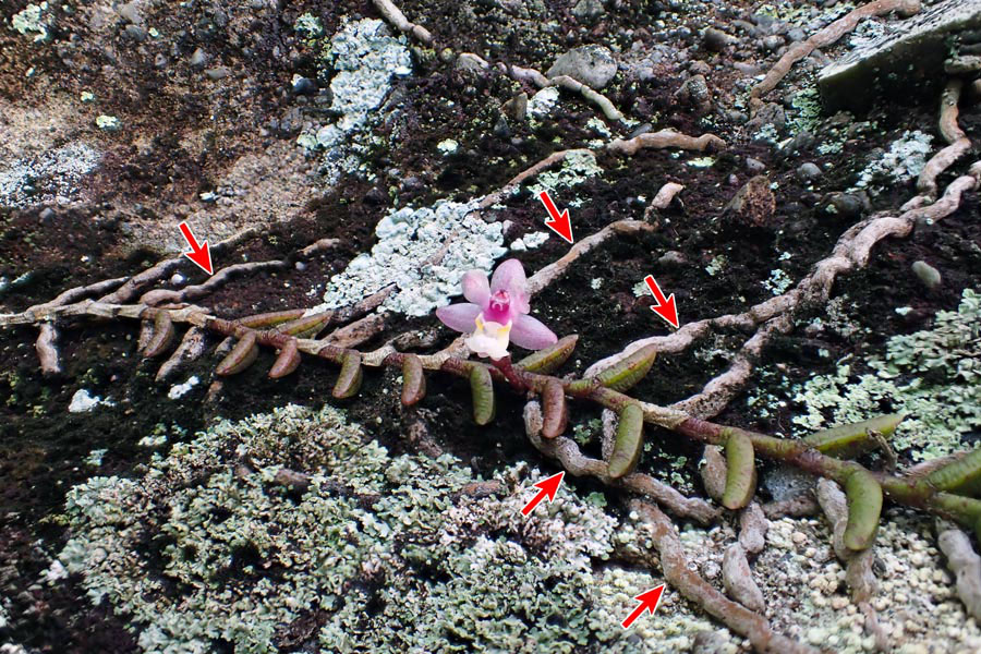 ムカデラン - 野山に自然に咲く花のページ