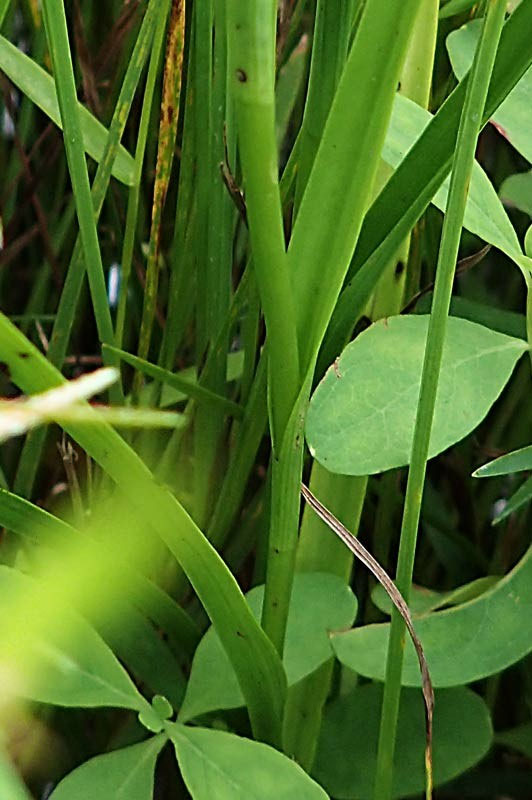 ミズトンボ - 野山に自然に咲く花のページ