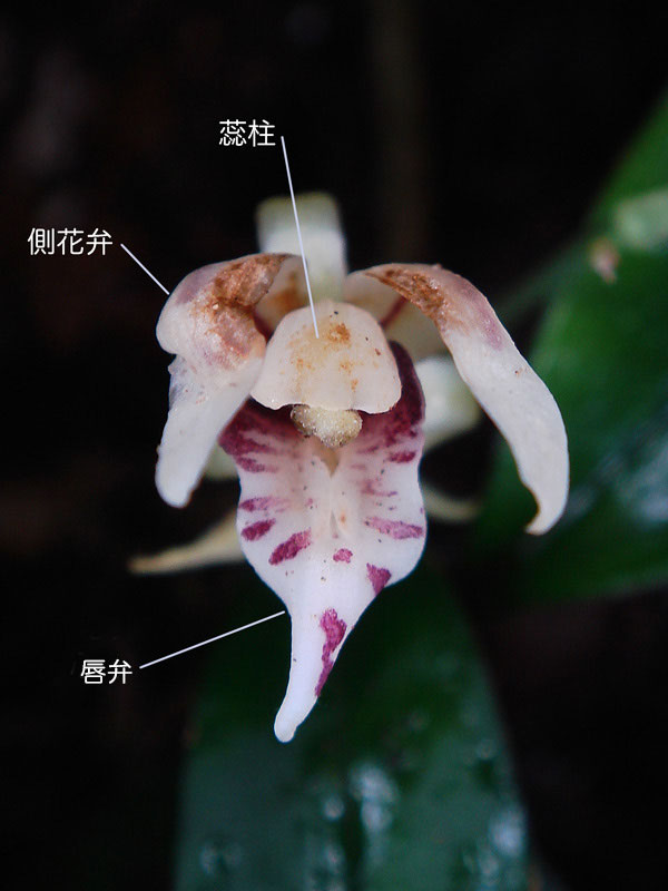 ナギラン - 野山に自然に咲く花のページ