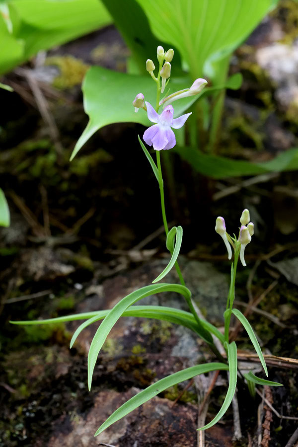 ウチョウラン - 野山に自然に咲く花のページ