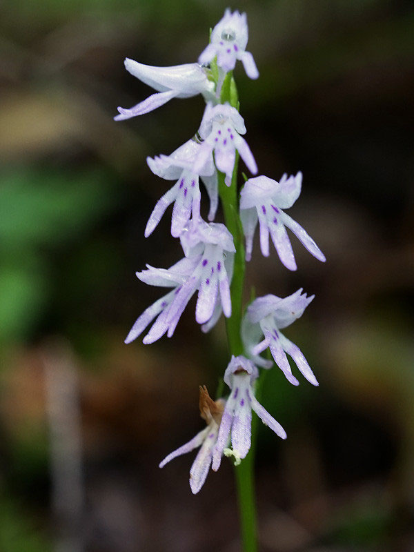 ミヤマモジズリの奥の間 - 野山に自然に咲く花のページ