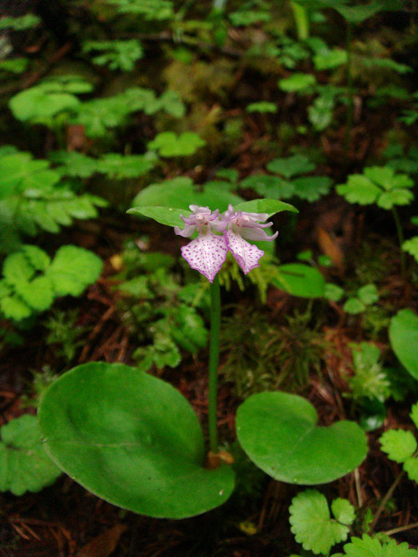 6月26日カモメラン - 野山に自然に咲く花のページ