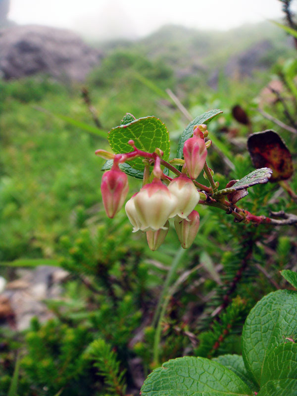 シラタマノキ 野山に自然に咲く花のページ