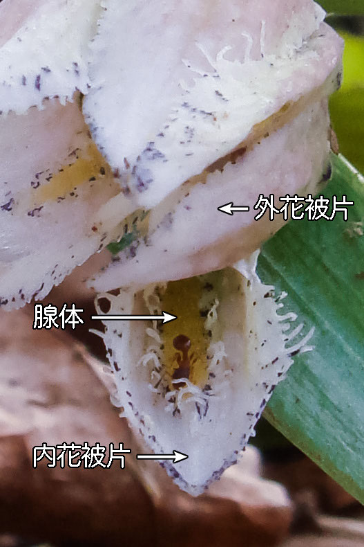 コシノコバイモ 野山に自然に咲く花のページ コシノコバイモ 野山に自然に咲く花のページ