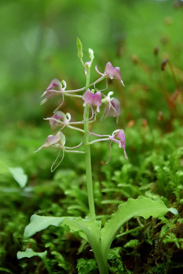 7/13 スズムシ堪能 - 野山に自然に咲く花のページ