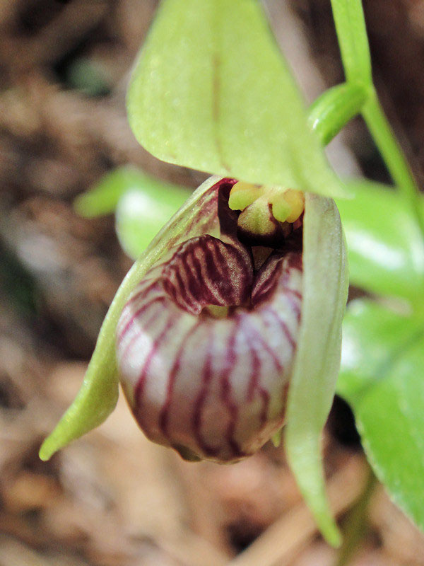 山野草 厚岸ホテイアツモリソウ（H17） 野山の草花・木々の花」植物