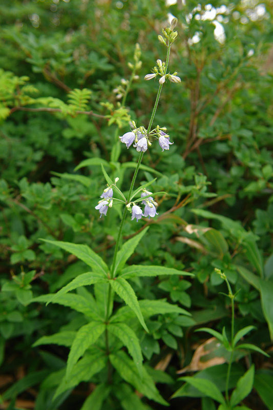 ツリガネニンジン 野山に自然に咲く花のページ ツリガネニンジン 野山に自然に咲く花のページ