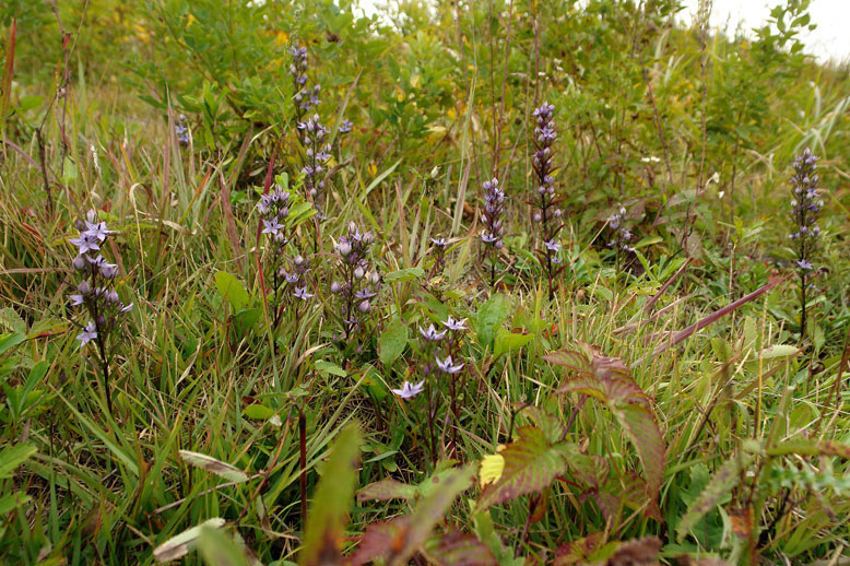 ムラサキセンブリ、オオフガクスズムシソウ