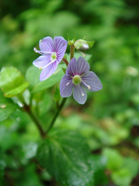 ヒメクワガタ 野山に自然に咲く花のページ
