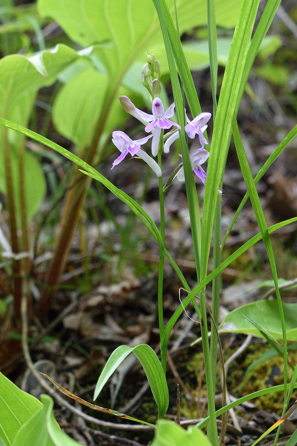 山野草、ラン科植物、チドリ類　[ウチョウラン]　自然種大小100球以上 ら*む様 山野草、ラン科植物、チドリ類 [ウチョウラン] 自然種大小100