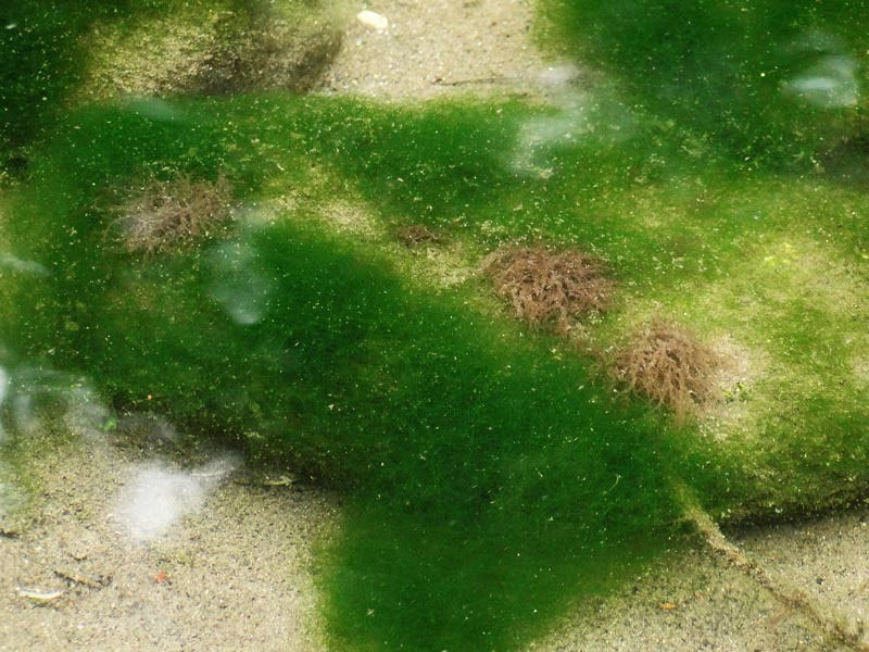 3 足利のニホンカワモズク 野山に自然に咲く花のページ 3 足利のニホンカワモズク 野山に自然に咲く花のページ