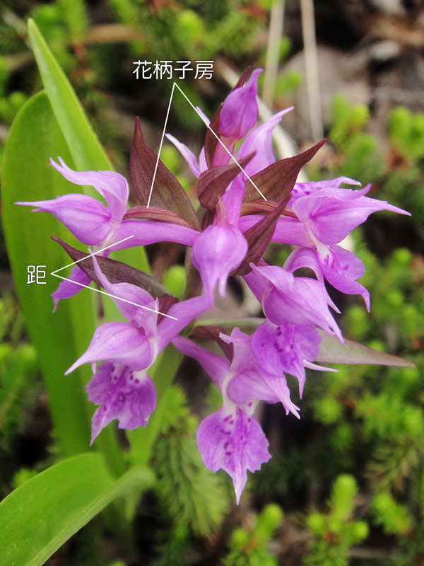 野山に自然に咲く花のページ