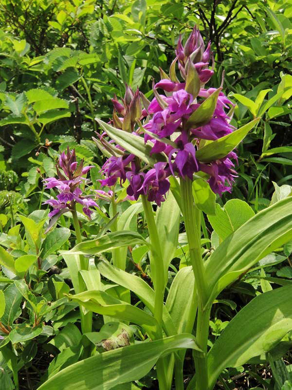 ハクサンチドリ 野山に自然に咲く花のページ ハクサンチドリ 野山に自然に咲く花のページ