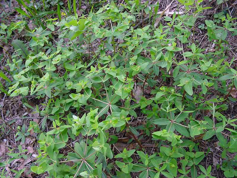 タカトウダイ 野山に自然に咲く花のページ タカトウダイ 野山に自然に咲く花のページ