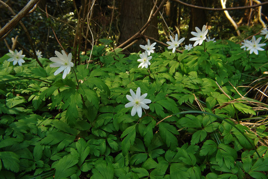 キクザキイチゲ - 野山に自然に咲く花のページ