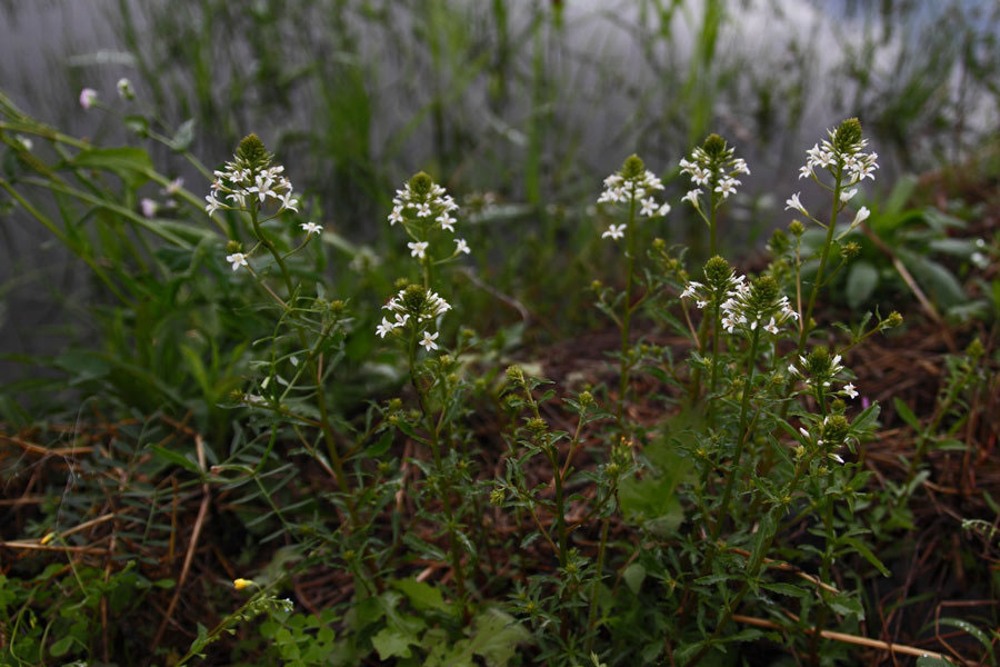 トウサワトラノオ 野山に自然に咲く花のページ