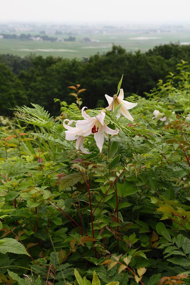 ササユリ 野山に自然に咲く花のページ