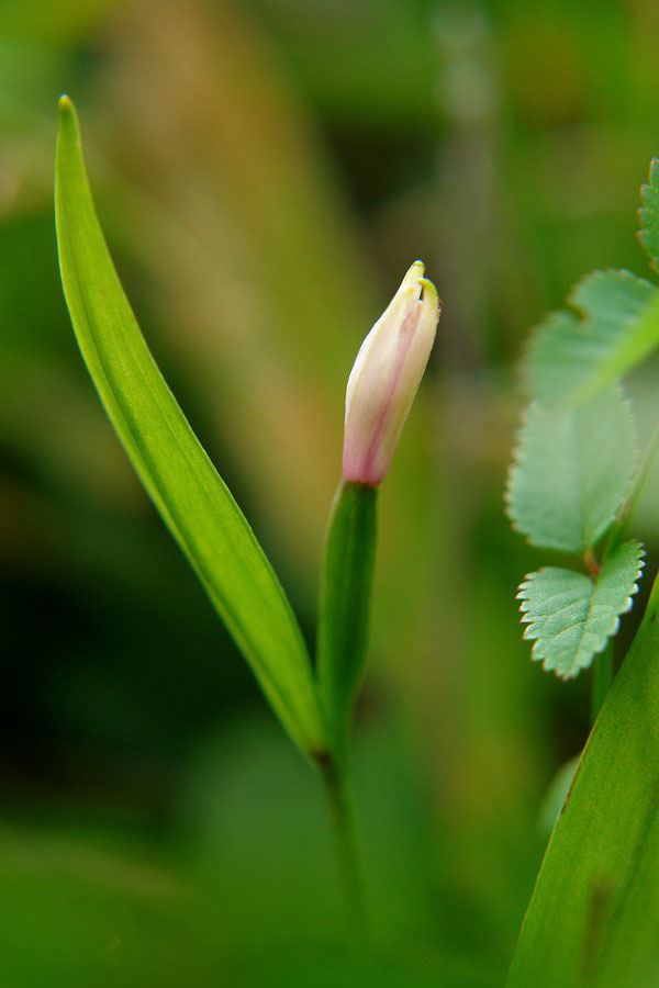 ミヤマトキソウ、サワラン ヤマトキソウ - 野山に自然に咲く花のページ