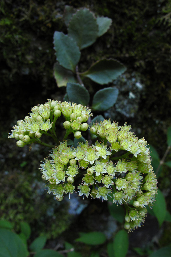 チチッパベンケイ - 野山に自然に咲く花のページ