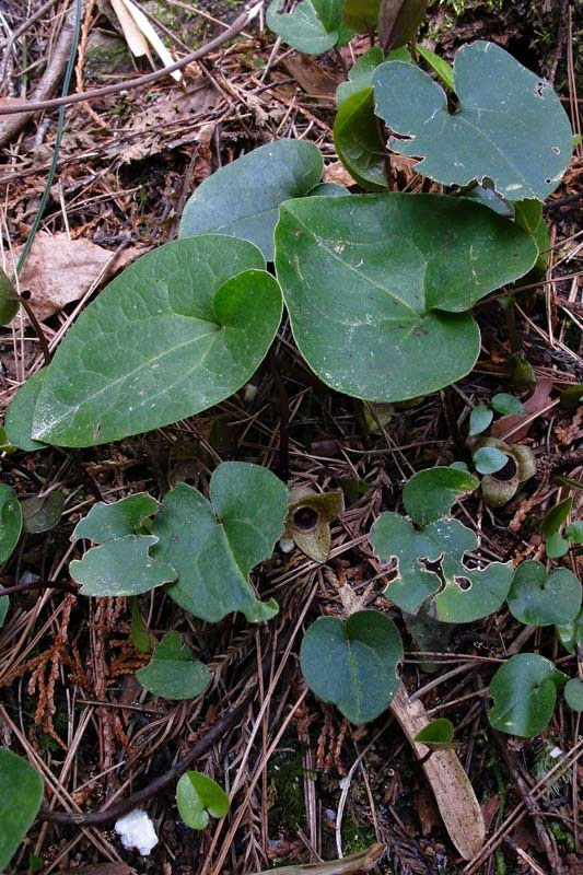 ヒメカンアオイ - 野山に自然に咲く花のページ
