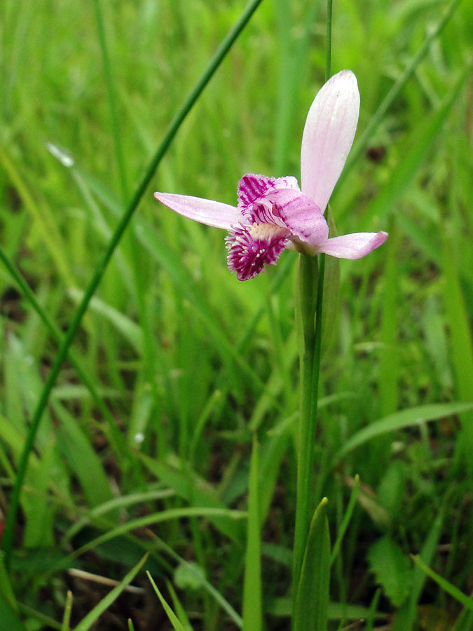 トキソウ - 野山に自然に咲く花のページ