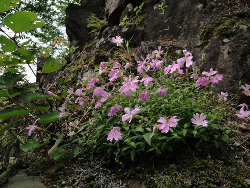 タカネビランジ 野山に自然に咲く花のページ