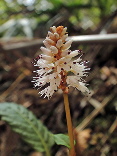 ハルトラノオ 野山に自然に咲く花のページ