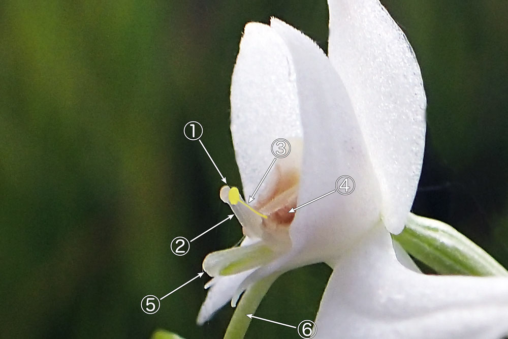オオミズトンボ - 野山に自然に咲く花のページ