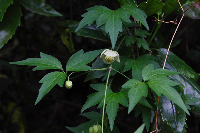 シロバナハンショウヅル 野山に自然に咲く花のページ