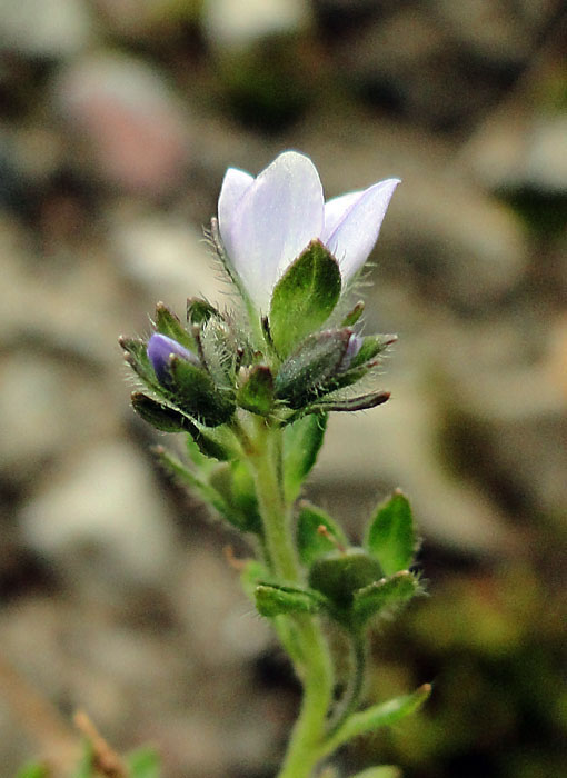 ヒメクワガタ 野山に自然に咲く花のページ