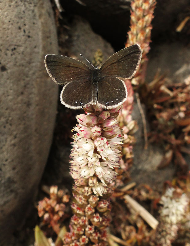 蝶標本 国産シジミ3種6ペアセット Yahoo!オークション -「蝶