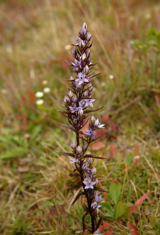 ムラサキセンブリ、オオフガクスズムシソウ