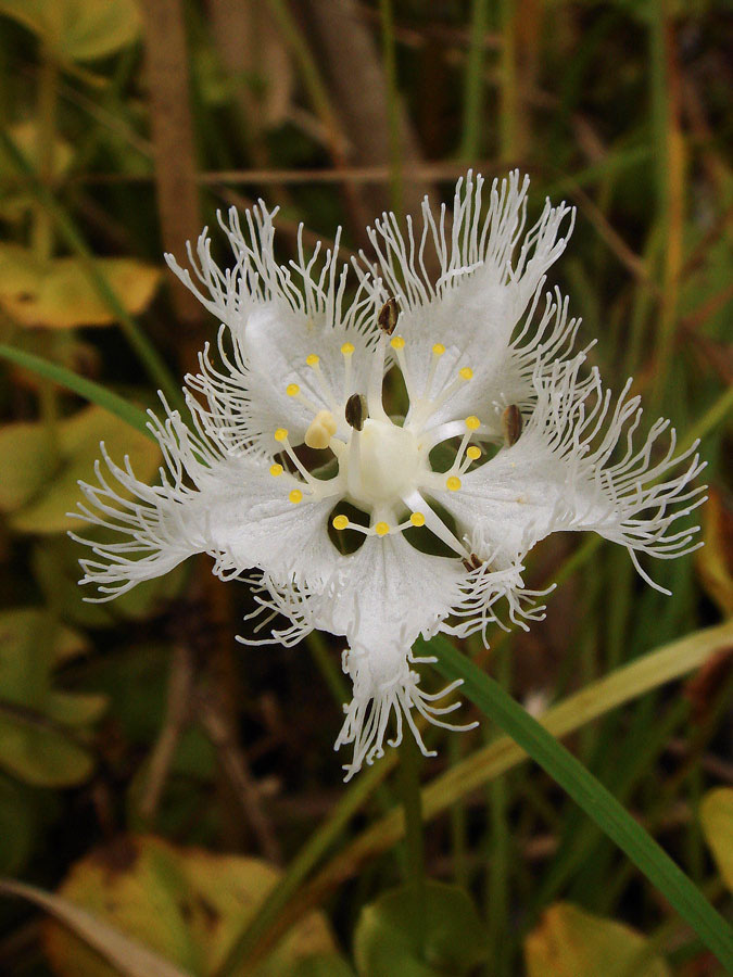 シラヒゲソウ - 野山に自然に咲く花のページ