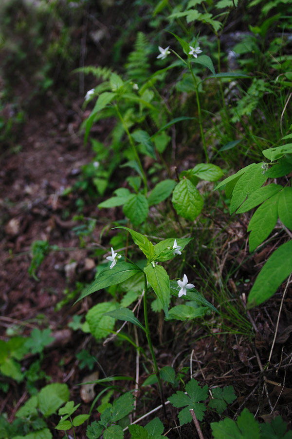 タデスミレ - 野山に自然に咲く花のページ