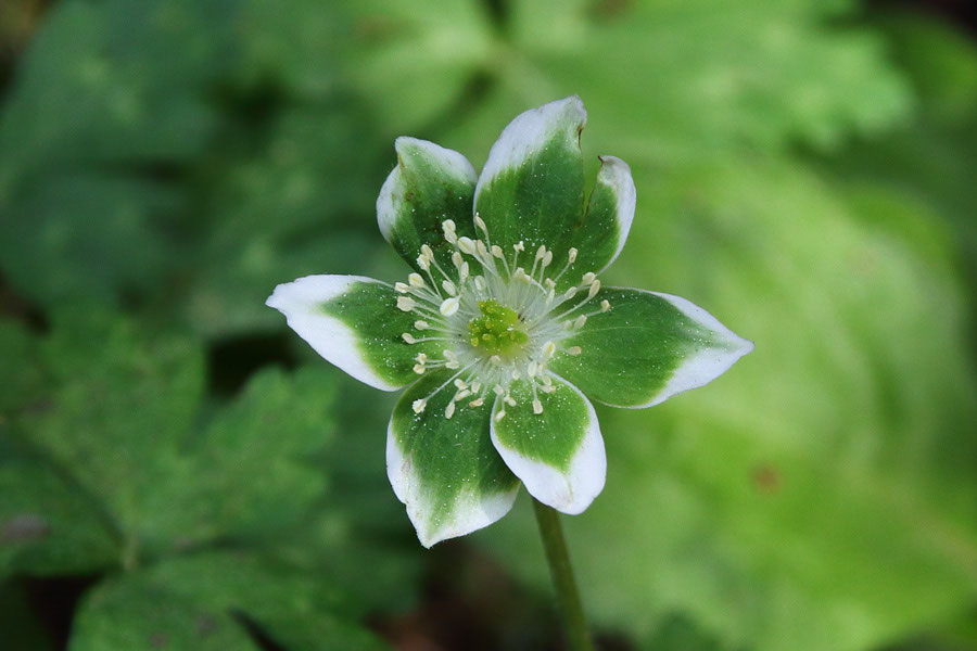 ミドリニリンソウ - 野山に自然に咲く花のページ